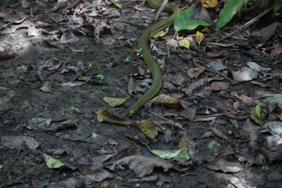 林道で座って休んでいたらリュウキュウアオヘビが！
やったーと思って写真撮ってたら近づいてくるんだけどなんなのこのコ。あっ攻撃態勢とりはじめた？ 