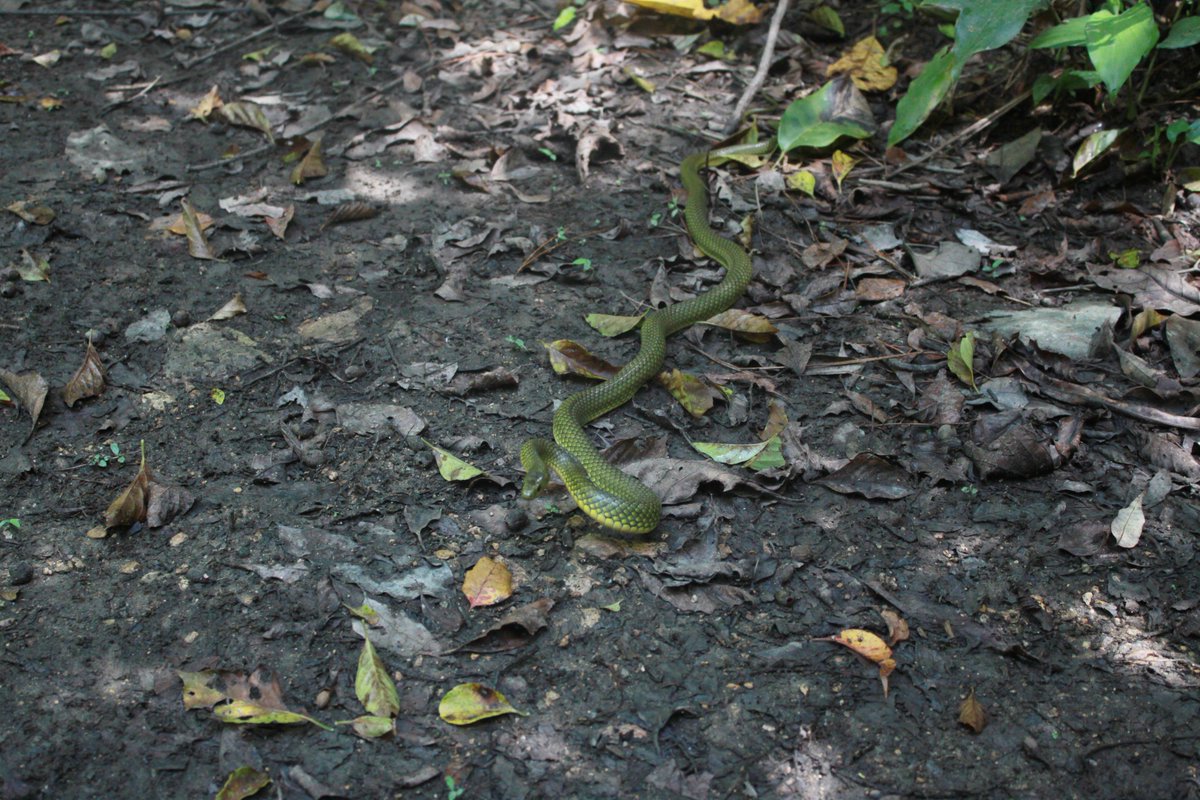 林道で座って休んでいたらリュウキュウアオヘビが！
やったーと思って写真撮ってたら近づいてくるんだけどなんなのこのコ。あっ攻撃態勢とりはじめた？ 