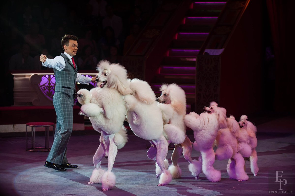 eventpost_ru's tweet image. #eventpost #цирк #нацветном #никулин #пудель #дрессировщики