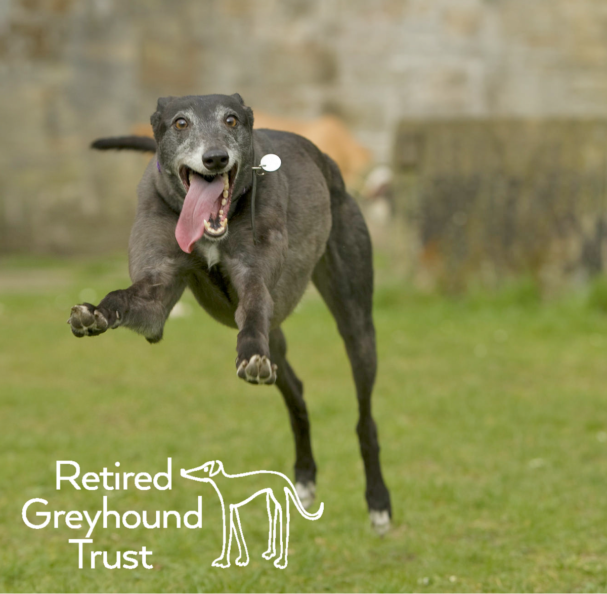 greyhoundtrust's tweet photo. #HoundsofTwitter class at the #GGG16 will take place at 13:30 in ring 2! Turn up and pay on the day to enter! https://t.co/ffY0kjmD60