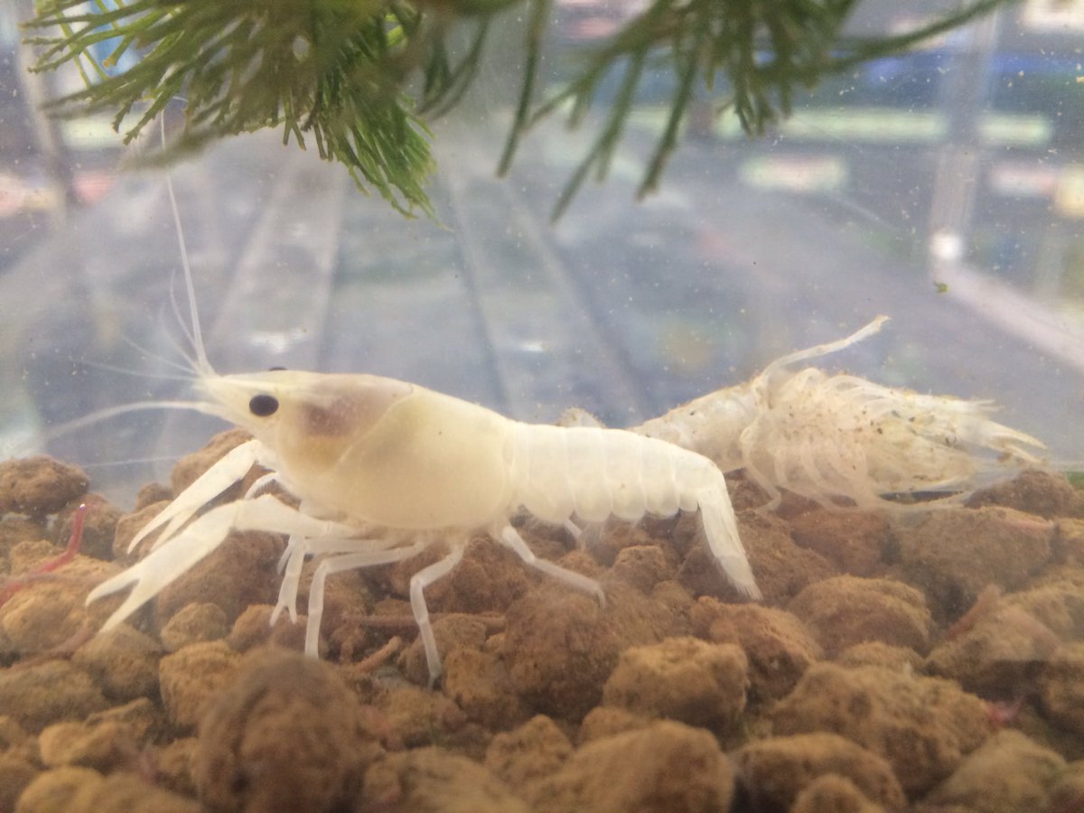 ディスワン新横浜店 水槽掃除中に白ザリガニの水槽を覗いたらキレイに脱皮してました 抜け殻って本物みたいでびっくりしますよね また少し大きくなった白ザリガニでした ディスワン新横浜店 水槽掃除中に白ザリガニの水槽を覗いたらキレイに脱皮してました 抜け殻って本物みたいでびっくりしますよね また少し大きくなった白ザリガニでした