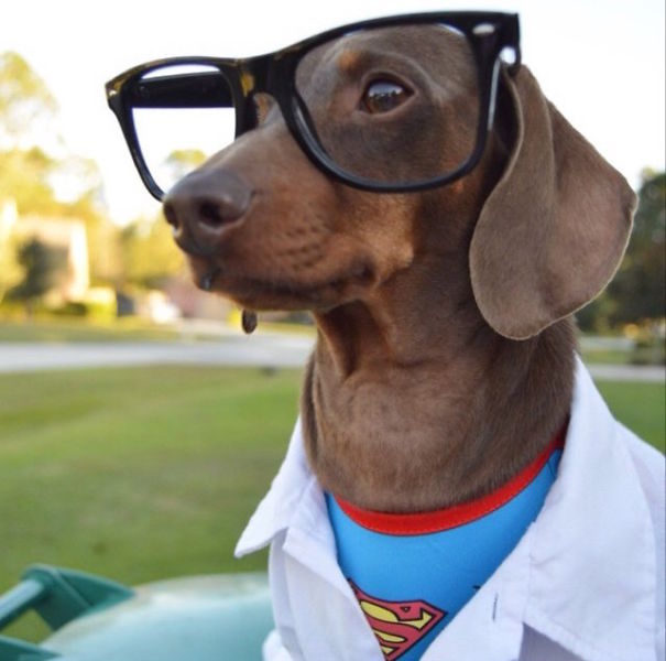 PetproBio's tweet image. "Me? No, I'm Clark Kent. #Superman? Never heard of him."