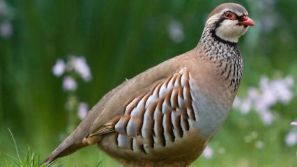 Binlerce keklik ve sülün doğaya salındı
oku.net/icerik/binlerc…