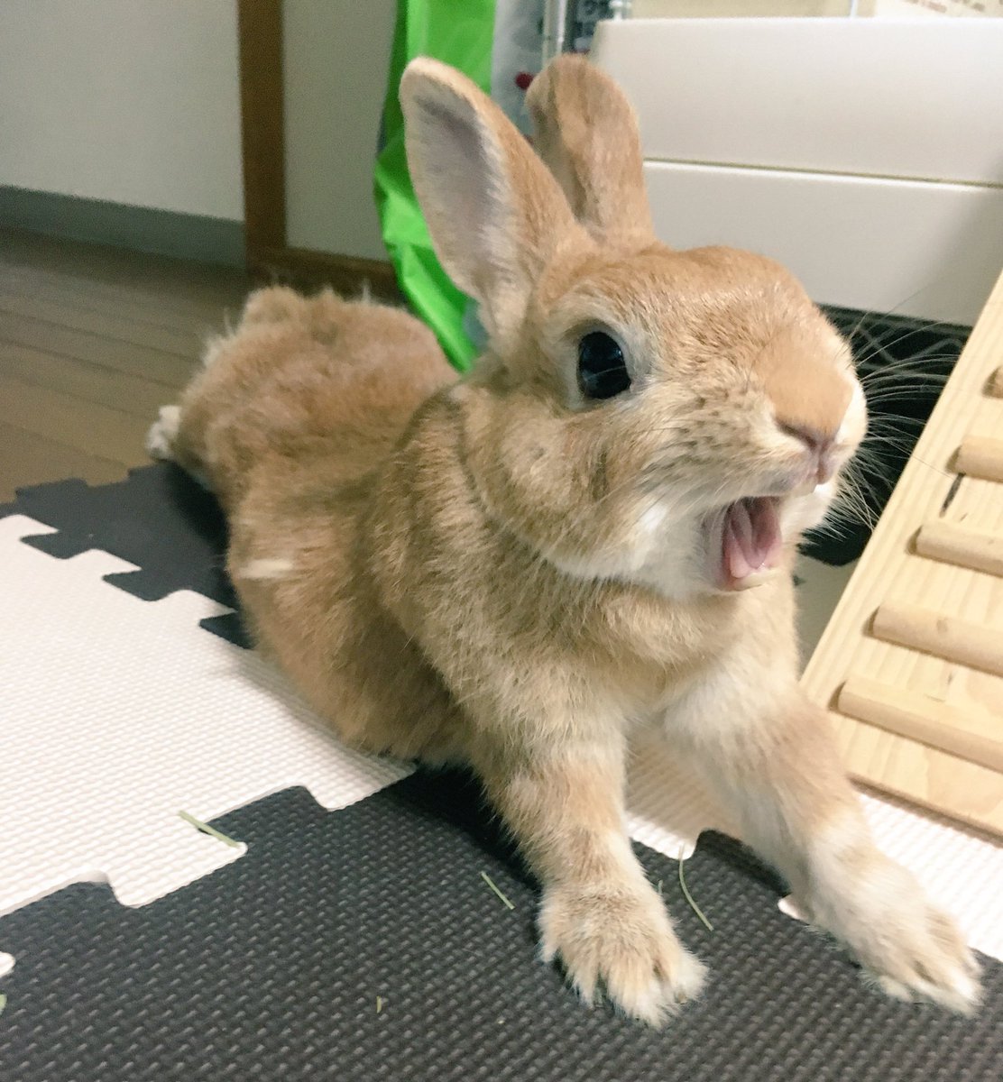 稲荷トロ子 うー太 くああああ 夜はトロ子タイム やった やったよ O ﾟ ﾟ O 運良くトロ子のあくび姿を激写 可愛いな その歯で 何度噛まれたか笑 うさぎ ネザーランドドワーフ 稲荷トロ子 T Co Hnxmzgpdea Twitter