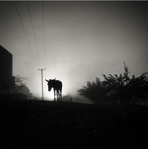 mike_loseby's tweet image. "Donkey in a Sandstorm" 2005..#Shibam #Yemen..Photo by #JosefHoflehner. From the book 'YEMEN'..