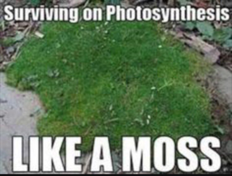 leanmean_green's tweet photo. @wcsFvHsdd #organellewars https://t.co/V7hooJ8ocb