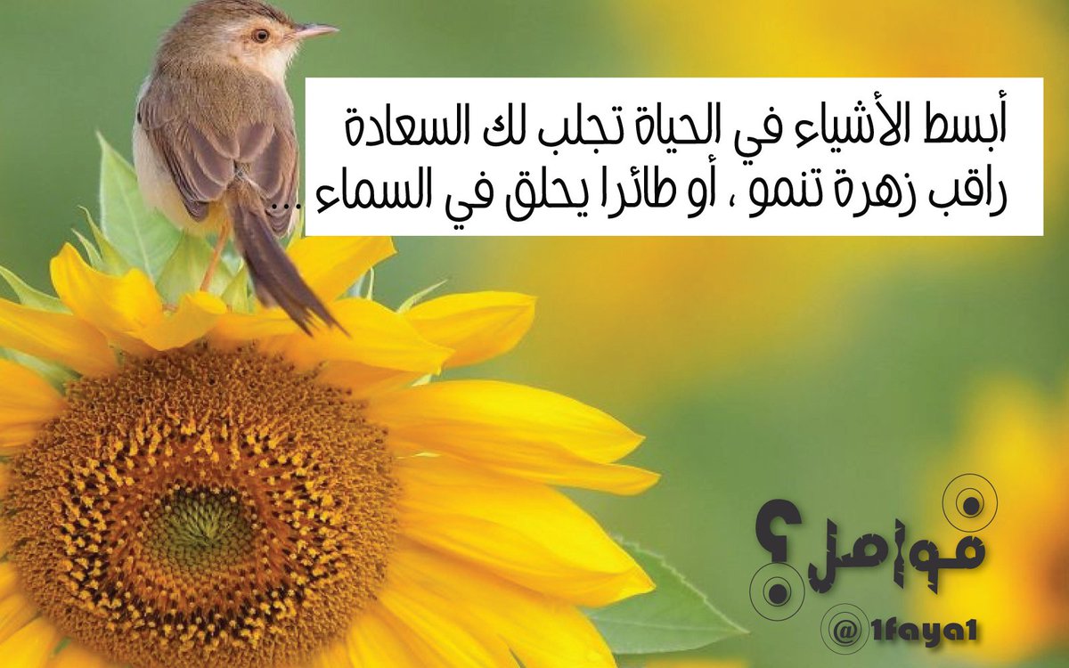 عبدالله القحطاني On Twitter أبسط الأشياء في الحياة تجلب لك السعادة راقب زهرة تنمو أو طائرا يحلق في السماء