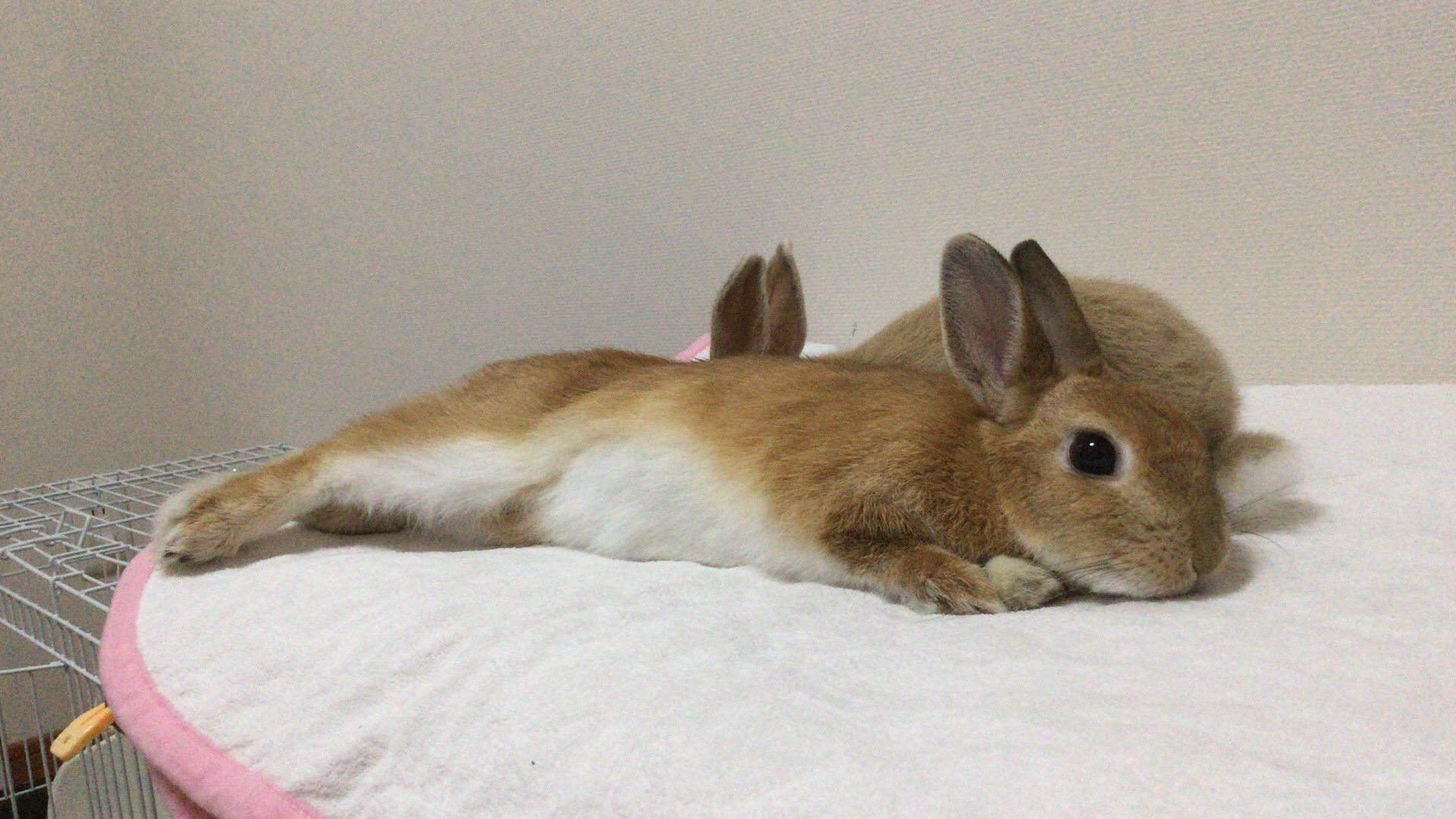 りさ 今日からうさぎ日記を書きたいと思います うちのうさぎ二匹はオスとメスです ネザーランドオレンジ オス 名前 モコ ミニ うさぎ薄黄色 メス 名前 コロン よろしくお願いいたします 毎日仲良しうさぎでした T Co Cj2xc6xevj Twitter