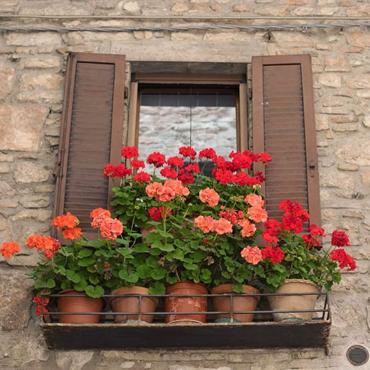 #Geraniums abound in #Assisi, #Italy! Check out the full gallery on #gardencollage.com. buff.ly/2bWDNjK