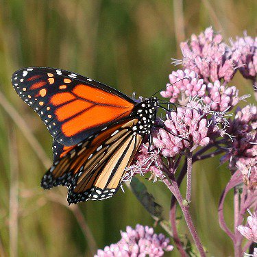 Help Chicago's monarch butterfly survive &amp; donate to the #onehome campaign for our species! bit.ly/2c76I2e