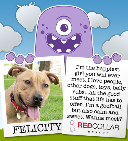 Sweet Miss Felicity is ready for a foster or forever home. Email info@redcollar.org #rescue #rescuedogs #foreverhome