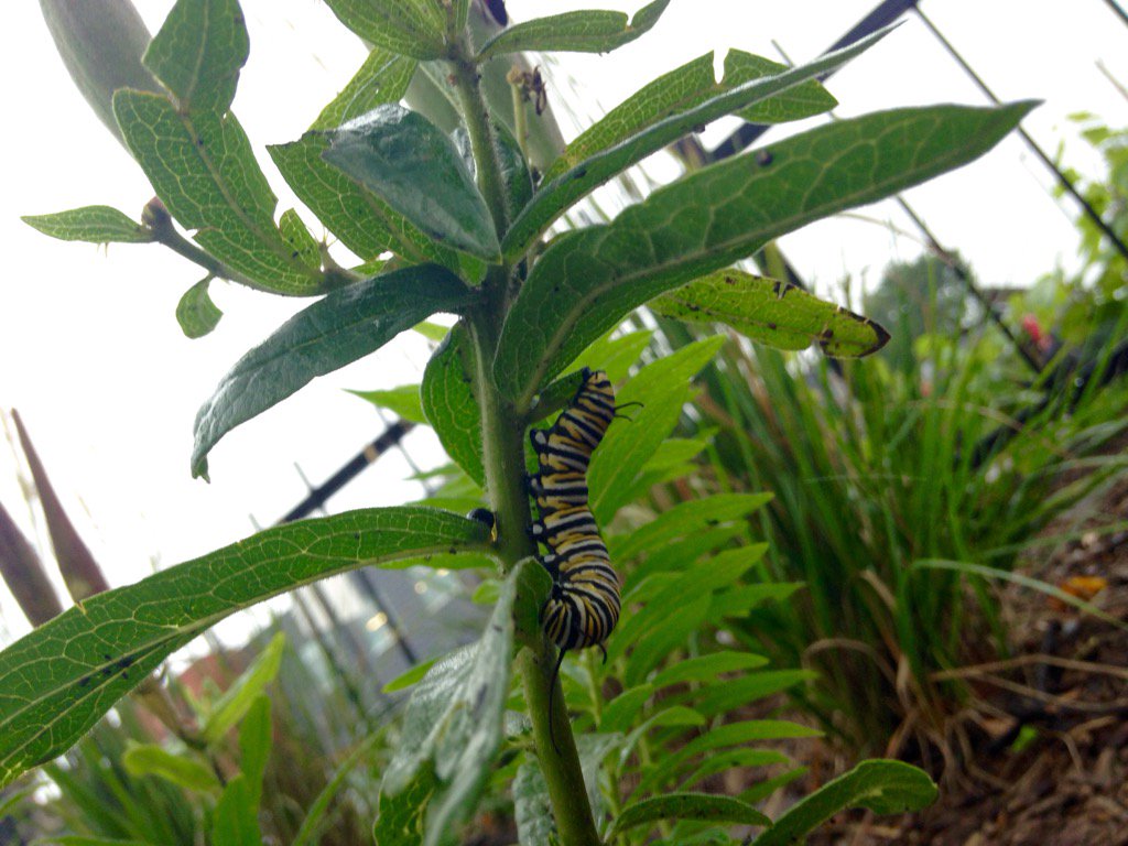 sebby_science05's tweet photo. Guess that pollinator!? Eating native butterfly weed @sewardcoop #combproject @CityMinneapolis @CityMplsHealth https://t.co/9Y9qZXEjIO