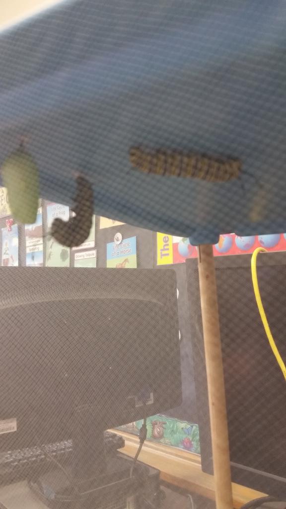 Lots happening in our butterfly habitat today!  We are anxiously waiting for another chrysalis.