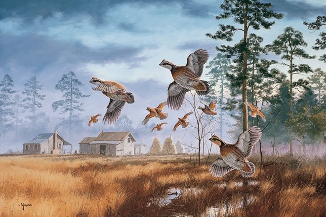 "Quail Country" by David Maass is available at your local QF chapter banquet this autumn tinyurl.com/jsnfuwx