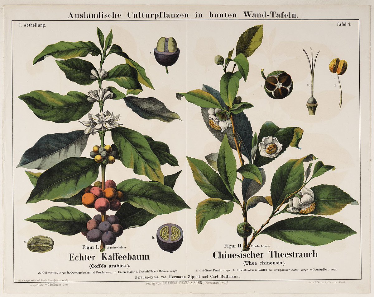 Coffea arabica e Coffea canephora: diferenças entre as espécies