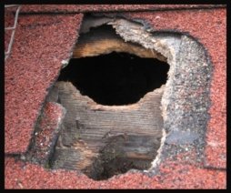 SeattleCritter's tweet photo. #wildlifedamage #crittercontrolofseattle #squirrels #autumn #breeding  #pnw #squirreldamage 1-800-CRITTER https://t.co/mKFz6MxtRi