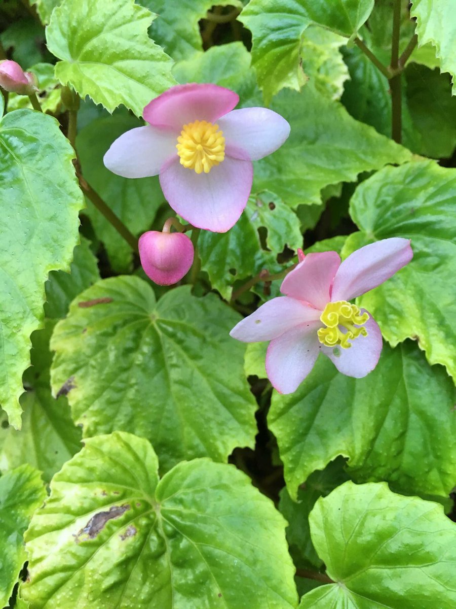 Beautiful begonia. This is Begonia formosana, originally collected by renown plants-person Dan Hinkley in Taiwan.