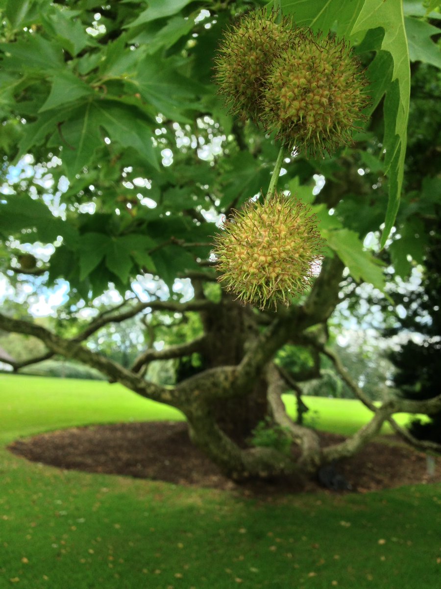 TruusWijnen's tweet photo. Oosterse plataan ih Kalheupinkpark Oldenzaal
Platanus orientalis
Kunstwerk bij boom is v Iris Le Rรผtte
#EngelseTuin https://t.co/ecS5aZDfZZ