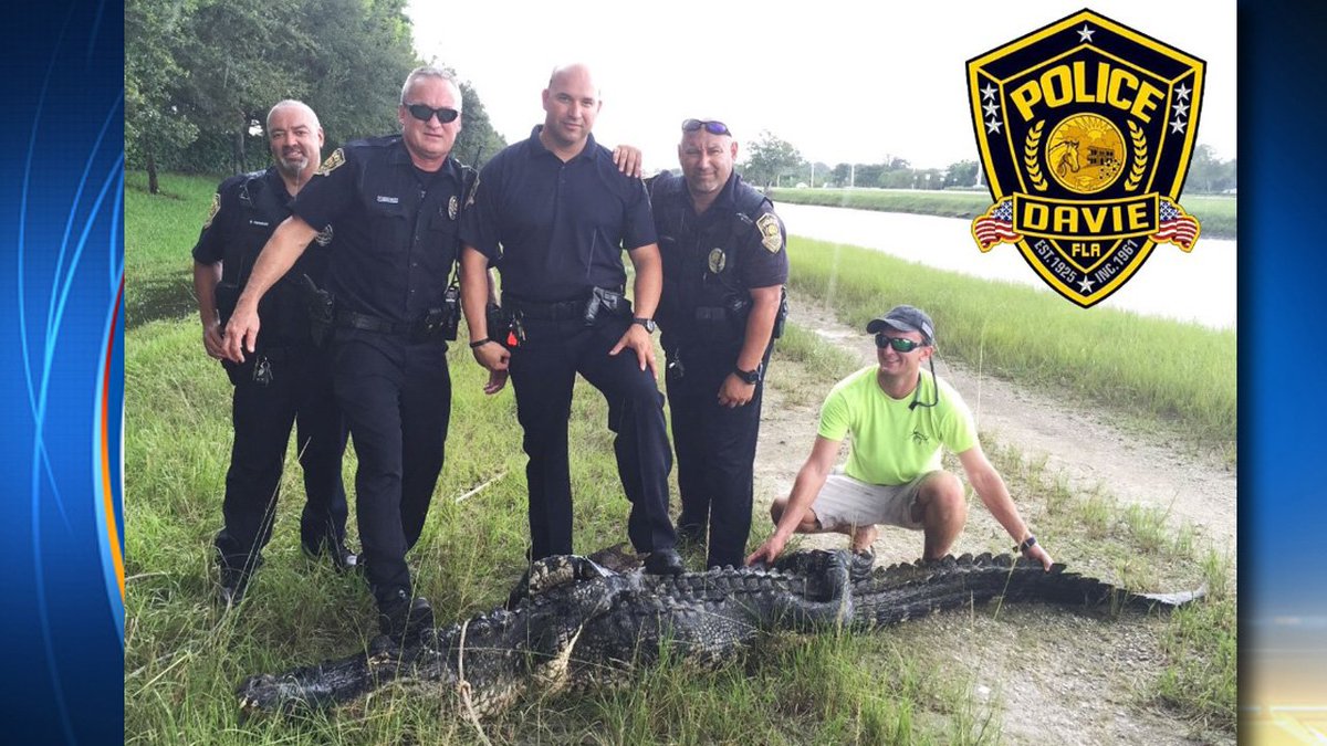 The @DaviePolice captured a huge alligator lurking near 2 schools this morning bit.ly/2cte2FY?utm_me… https://t.co/W2ll5DMWt5
