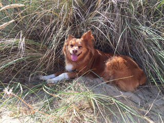 CottageProspect's tweet photo. Queenie &amp; the Dogfather, Ellie the Dogbrother, Bobby and Sophie enjoying #Winterton beach last week. #Norfolk https://t.co/4cuEjmRz8e