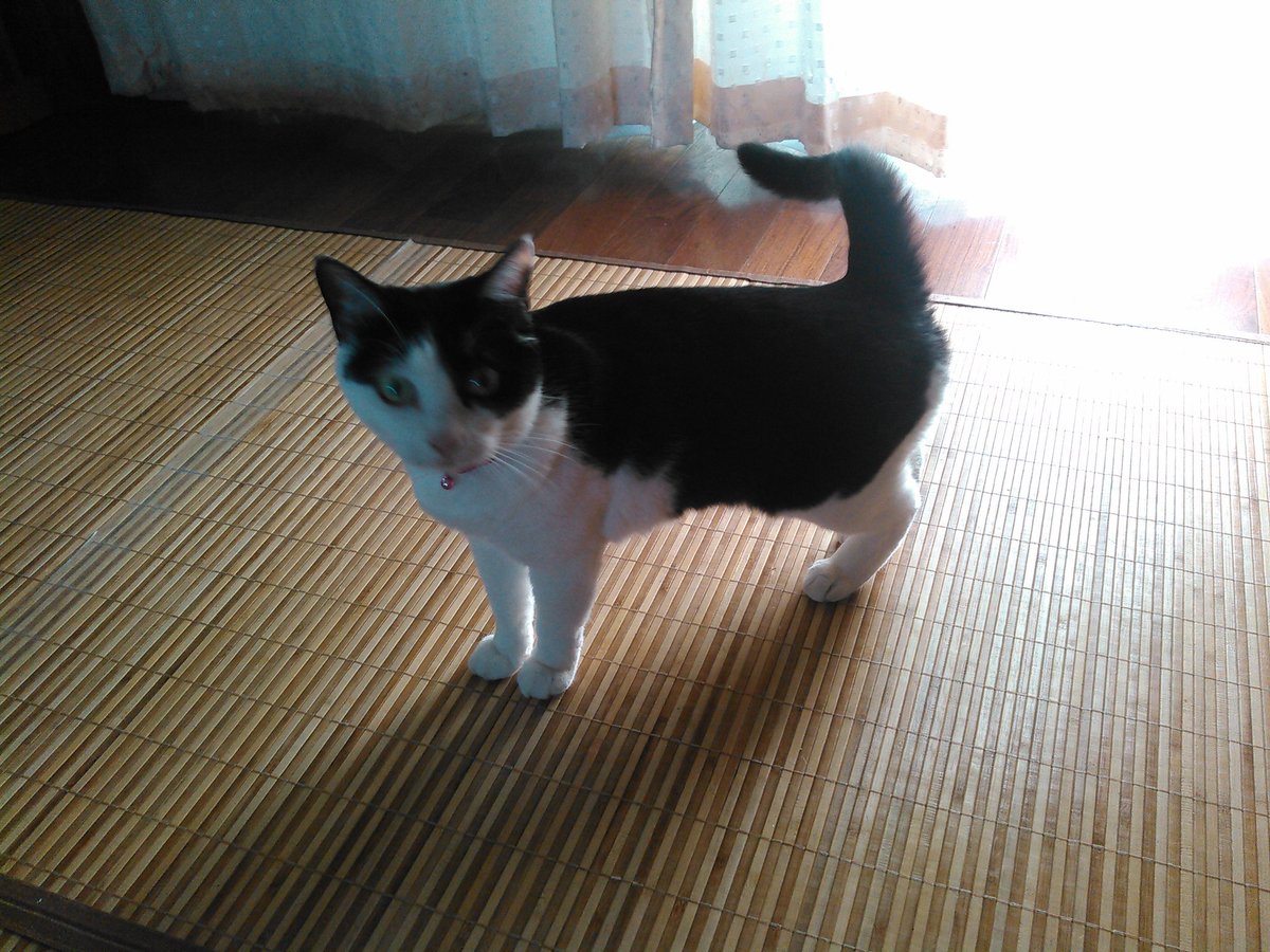 pugshunpeter's tweet photo. 写真撮ろうとしたら変な中腰ポーズしだす実家の猫、ミルちゃん https://t.co/4mEAatRhfD