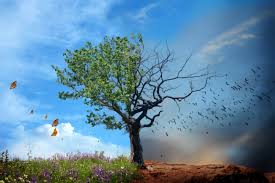 PacharanBlog's tweet image. Hoy tratamos de averiguar los efectos del cambio climático en la madruación de las endrinas

elblogdelpacharan.blogspot.com/2016/09/efecto…