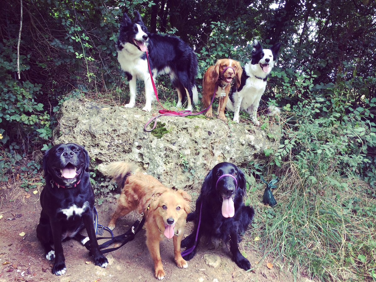 ActiveAnimals tweet picture