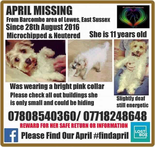 LisaLisaw1's tweet photo. Please RT #FindApril #MissingDog #Barcombe #Lewes #EastSussex 28.08.16 #Microchipped #ScanMe https://t.co/Dn1L1SY5VQ