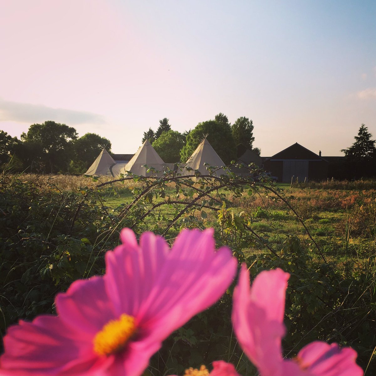 Hello #weddinghour What a glorious evening for <a href="/FjellTipis/">Fjell Event Tipis</a> tonight! #flowerfarmer #florist More than #fieldhire 😎🇬🇧