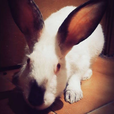 Pau lleva muchos meses buscando hogar :( #Enadopción #Barcelona #comparte savetherabbits.org/pau/
