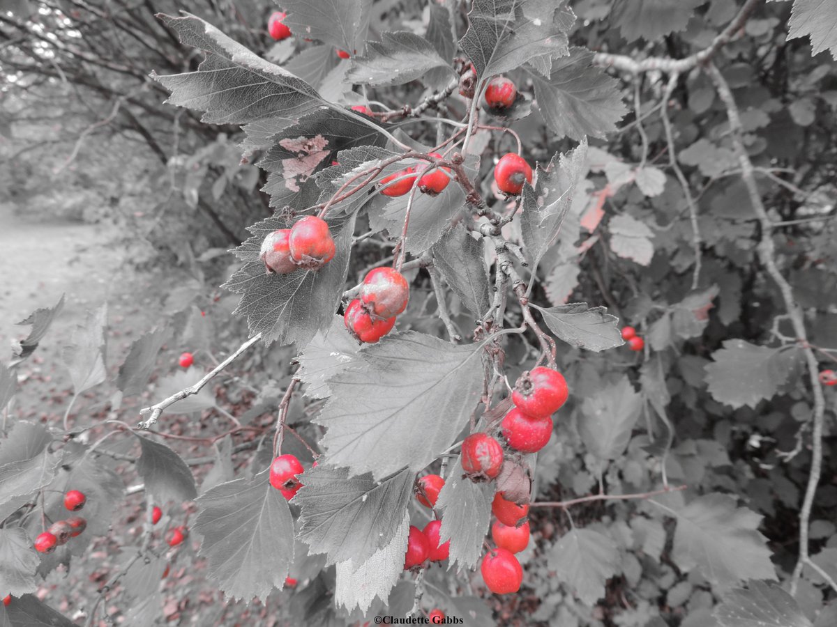 ClaudetteGabbs's tweet image. Hawthorne berries #cameraeffect