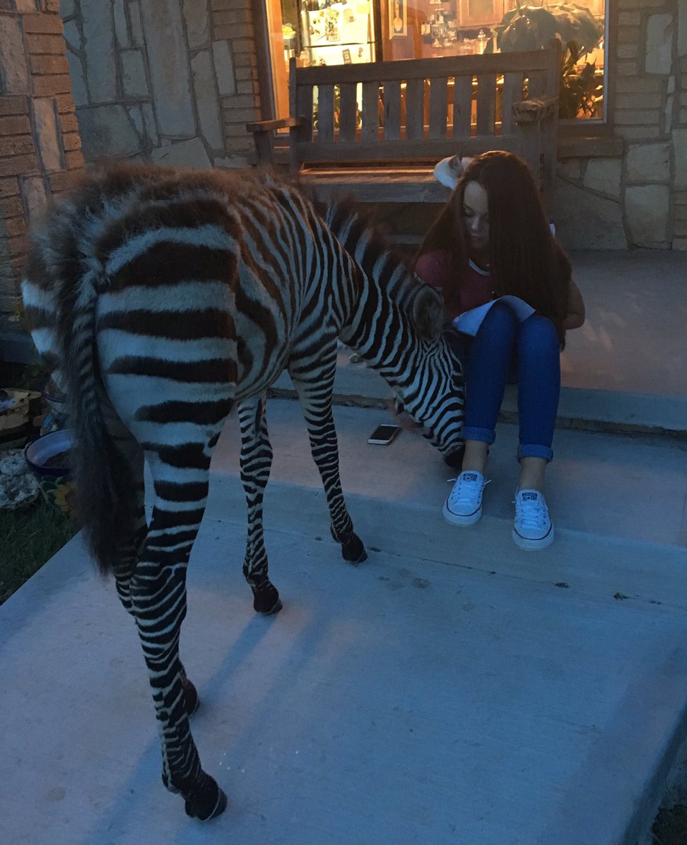 coveredmranch's tweet image. #astronomyhomework #zebraatemyhomework