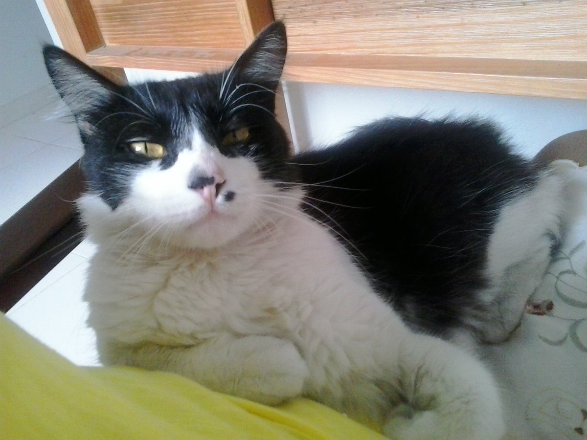 CiprianoTalita's tweet photo. Meu Pudim também passando pra dar um oi aqui no Twitter. #meusegundoTweet #babycat #Pudim #cat #mygrumpycat #meubebê https://t.co/lGGuaCkfVy
