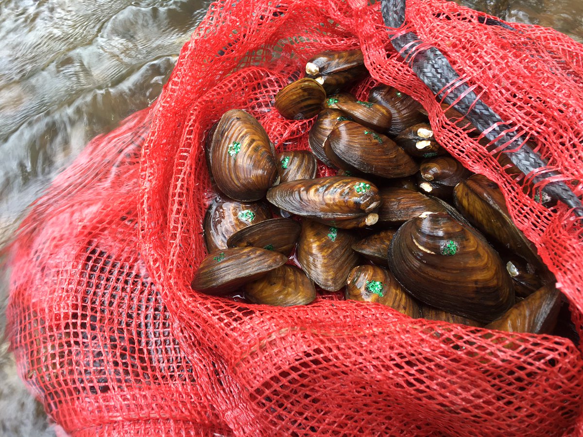 .<a href="/INHSillinois/">Illinois Natural History Survey</a> helped relocate 4,000 federally endangered #freshwatermussels to Illinois! wwx.inhs.illinois.edu/research/biosu…