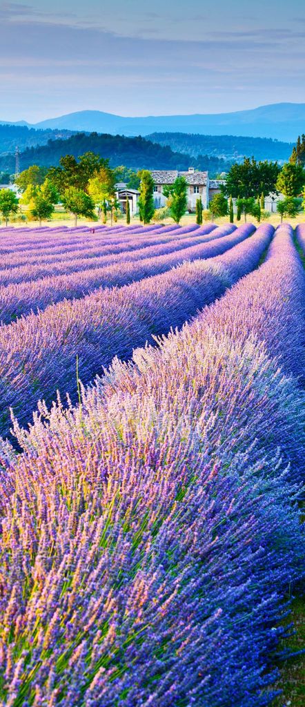 Campo de lavanda en Provenza, Francia #ttot #travel