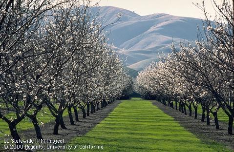 Do you know #orchards? #Apply to be our new #Orchard Systems Advisor in #Madera &amp; #Merced! ucanr.edu/Jobs/Jobs_990/