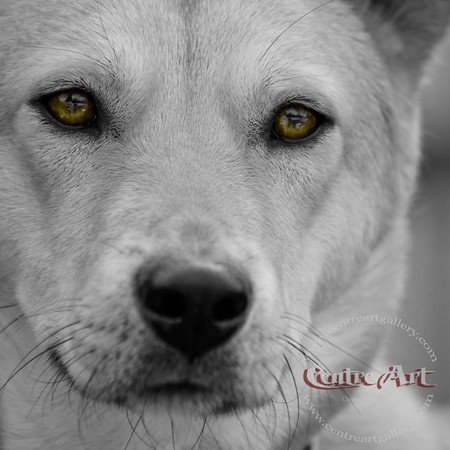 centreartphoto's tweet image. Bit.ly/cag24 #PetPortraits #JindoDog #CentreArt #OnLocationPhotography #DogPortraits #FamilyPortraits
