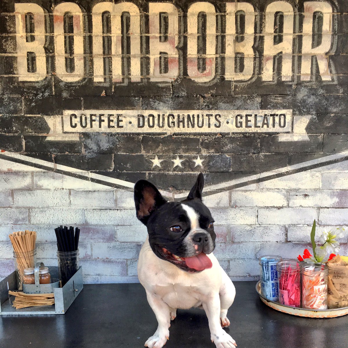 StellaTheBeBe's tweet image. Fun time shooting for the @barsiena #bombobar today! &amp;amp; love treats from @kriserspets #barksforbombos #DogsOfChicago