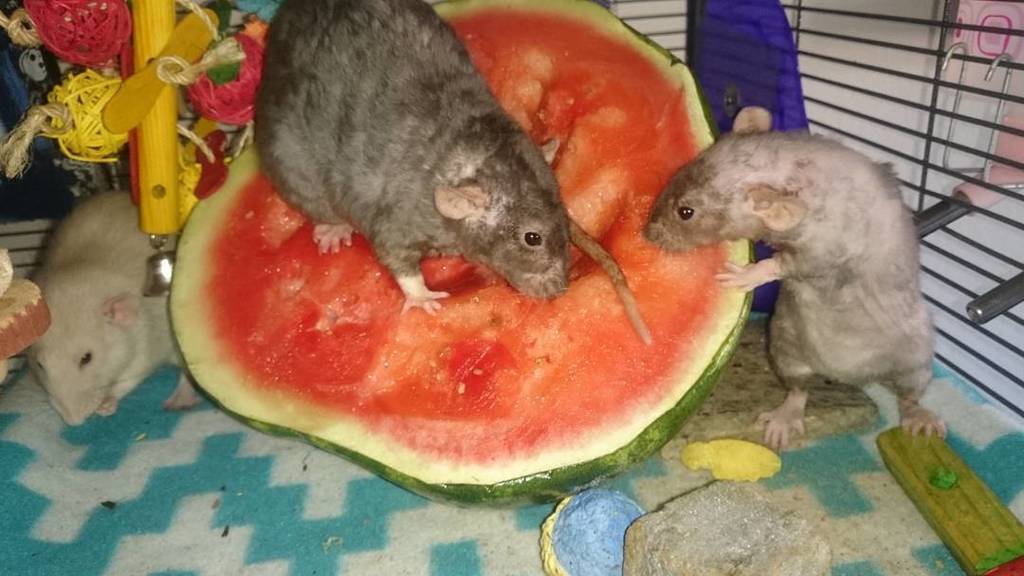 RatsForPets's tweet photo. Lots of watermelon 🍉 #ratsaspets #ratsforpets #petrats #ratsofig #ratsofinstagram #ratpare… https://t.co/wvia71a2md https://t.co/yqnqPNLgGP