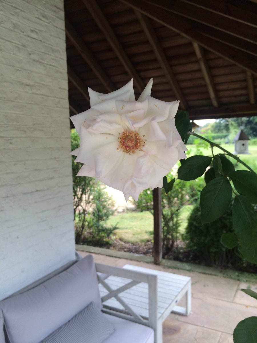 Constgardener's tweet photo. A fading #rose #bloom finds #shade under the #veranda in #client's #essex #garden
#rosa #NewDawn
#constantgardener https://t.co/ZKsqBdJUAM