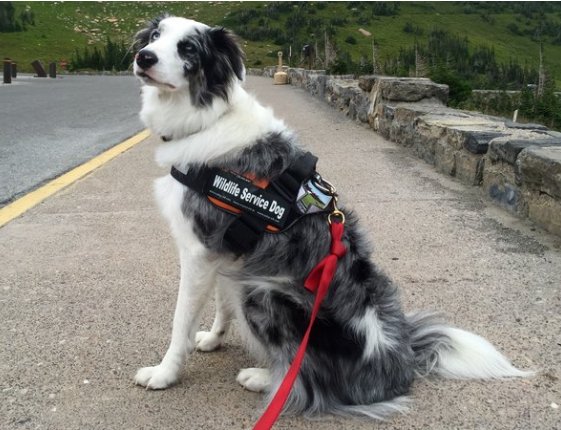 ZombieBased's tweet image. Fun story to discuss: "Bark Ranger" corrals animals &amp;amp; people in Glacier State Park! n.pr/2cpQ4fW #sschat