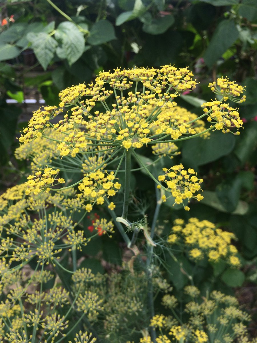 Constgardener's tweet photo. #autumnal colour from the #flowering #fennel in #London #client's #kitchen #garden.
#aniseed
#foeniculum vulgare https://t.co/CQ6yeUSSSo