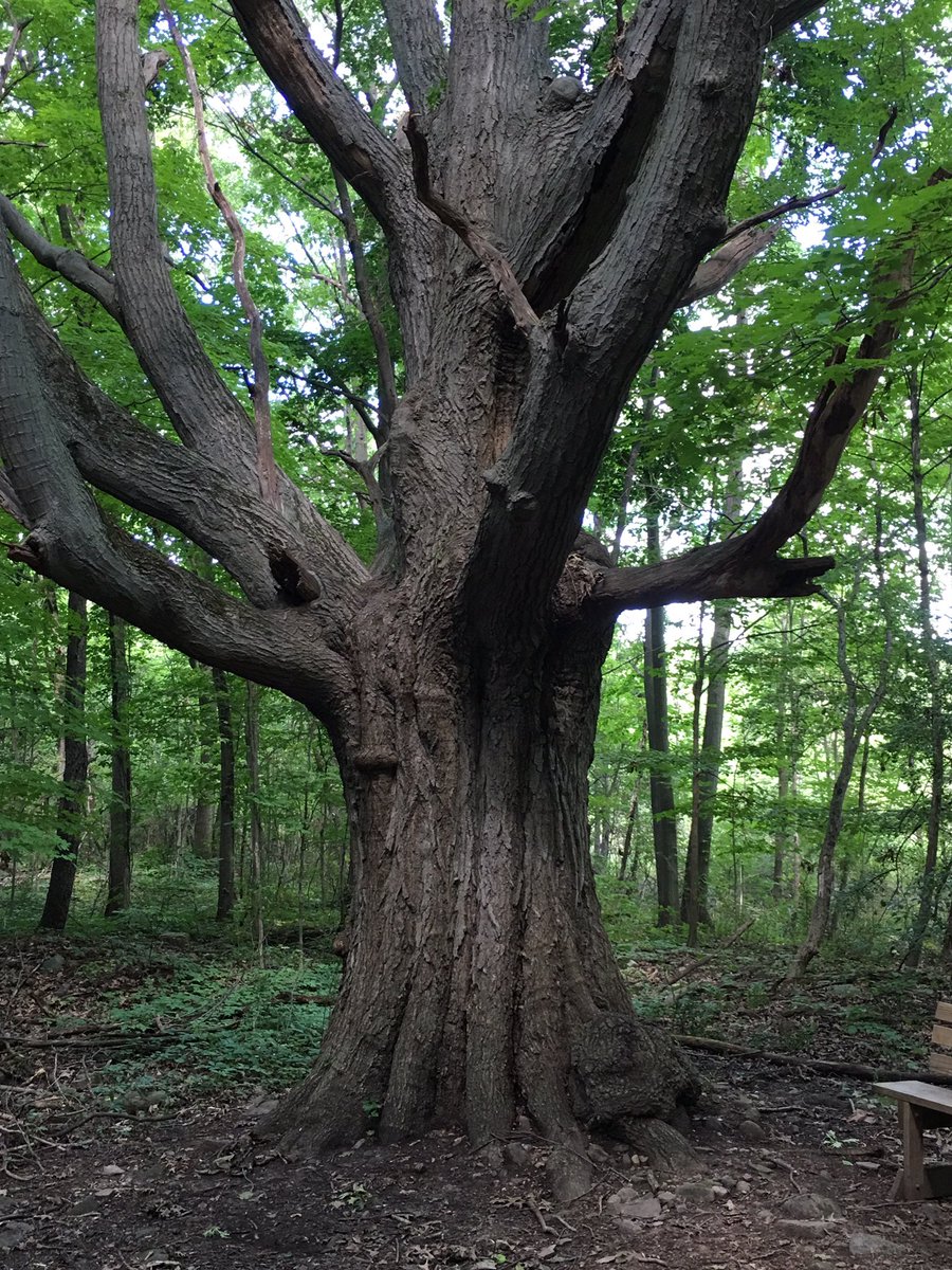 Lockportlookout's tweet photo. #JohnAustinPark #NiagaraCounty #Gasport #OldGrowthTree #nature #waterfalls #ilovenewyork #BeOn2 https://t.co/5cwzVVRdcF