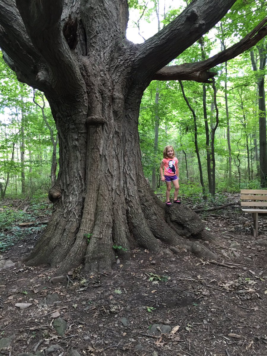Lockportlookout's tweet photo. #JohnAustinPark #NiagaraCounty #Gasport #OldGrowthTree #nature #waterfalls #ilovenewyork #BeOn2 https://t.co/5cwzVVRdcF