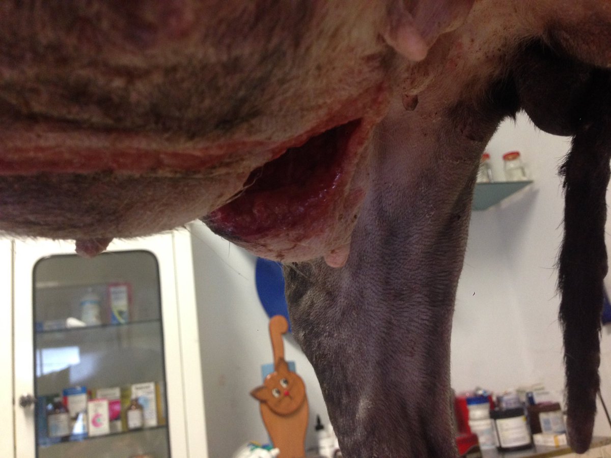 MundoPatitas's tweet photo. Diagnóstico: Severa desnutrición, fractura de húmero, heridas en el vientre, quizá por atropellamiento. Ayuda. https://t.co/0yhkY2w9iF