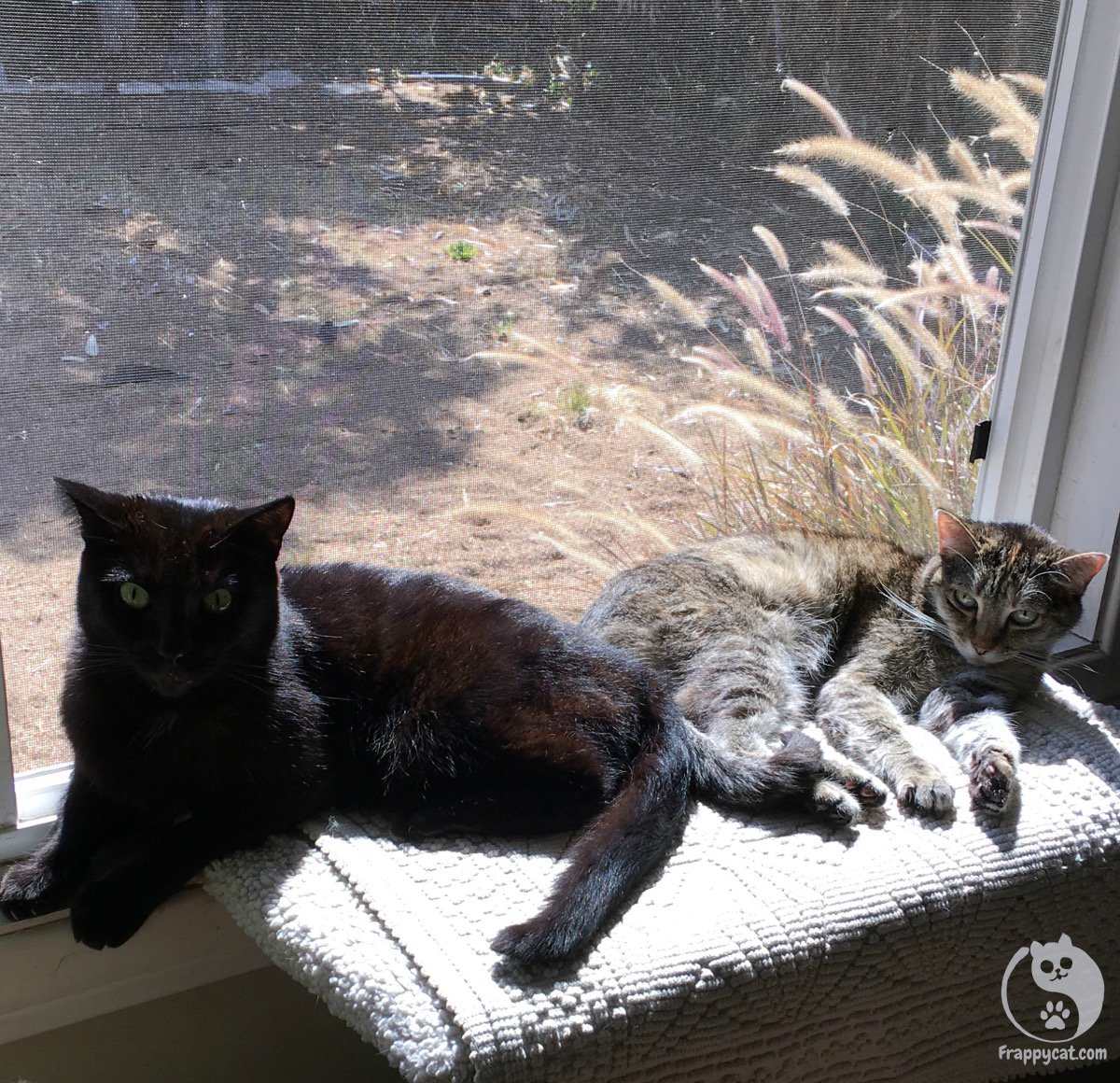 Frappycat's tweet photo. There are so many things I love about my new family… like bird watching and napping with my new sister Roxy. https://t.co/vdMqWAQkH2