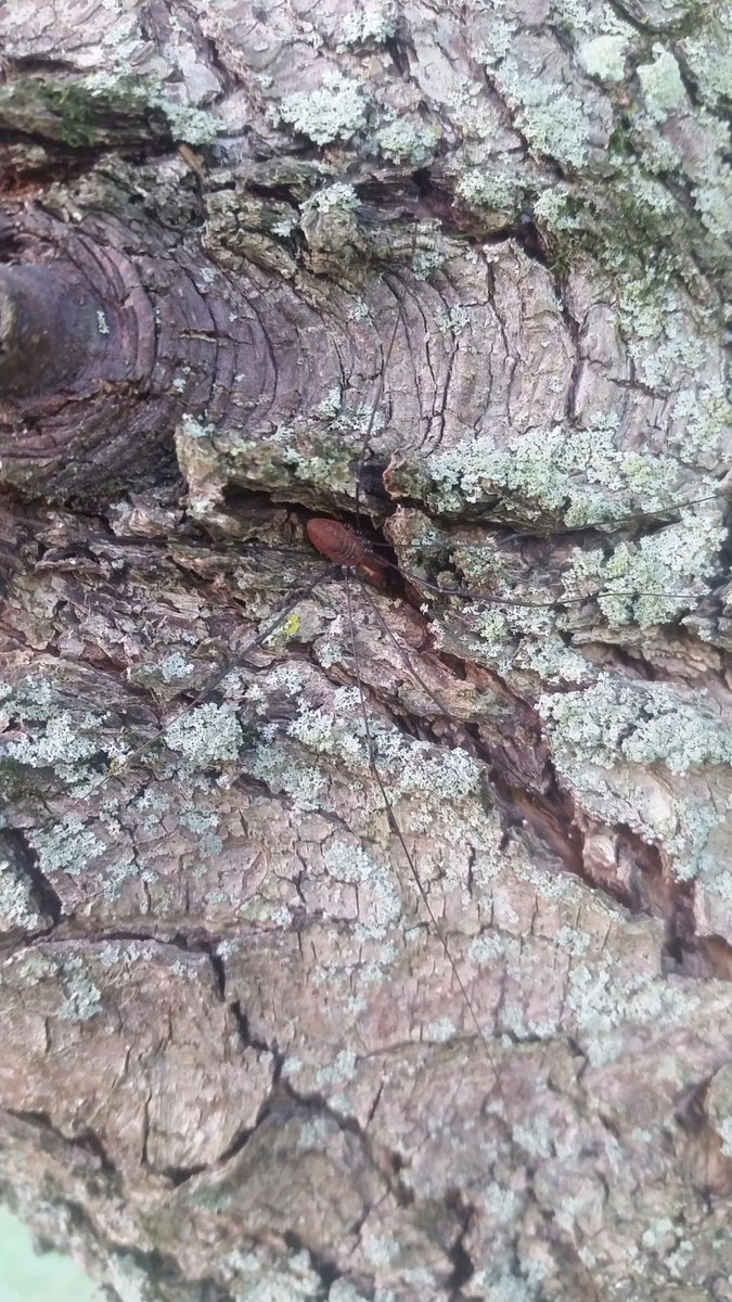 It is amazing how creatures use nature to blend in. Share your #naturalcamouflage picture!