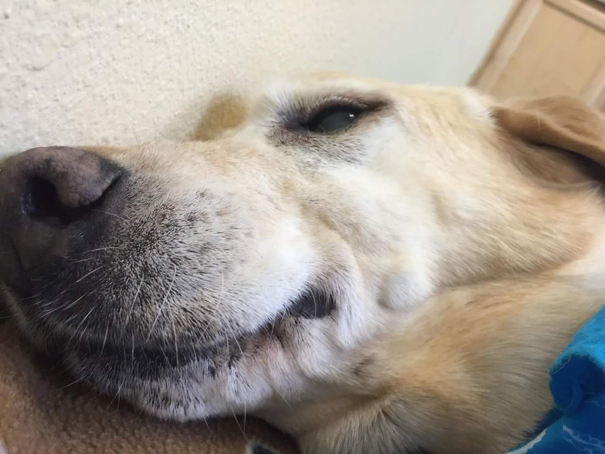 misplacedwings's tweet photo. #Howard #blinddog #lab after #physicaltherapy & #underwatertreadmilltherapy. #inthezone. #Alternativemodalities https://t.co/tFj41OQobz