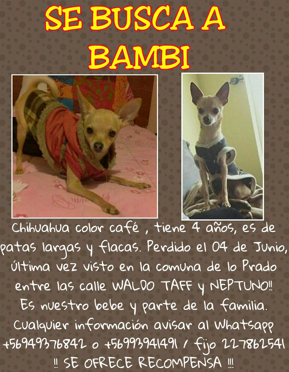 FABYPELUSITA's tweet photo. #LoPrado #DondeEstaBambi  cualquier info contactar dueña @JaabyFeaa su flia lo extraña mucho!! Xfa RT https://t.co/ePxIqUZXbL