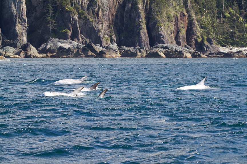 IndigenousBC's tweet photo. MT @WC_Resorts: #HippaIsland & #EnglefieldBay guests sometimes spot rare Risso's dolphins! #HaidaGwaii #AboriginalBC https://t.co/DaO6ZxwYOA